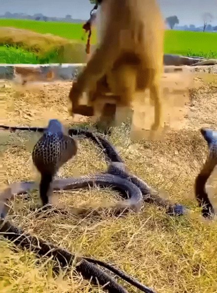 Шимпанзе с Кобрами