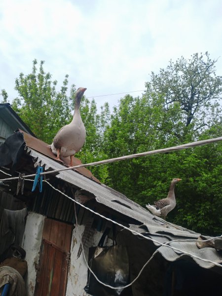 IMG 20250505 145259 155
