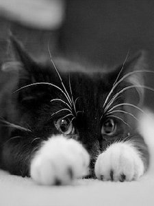 prettykitt ff8vsu1s