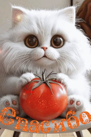 file_98485633