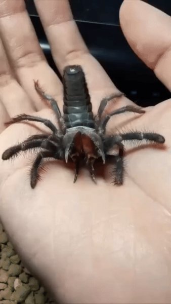 Гибрид Паука и Скорпиона!