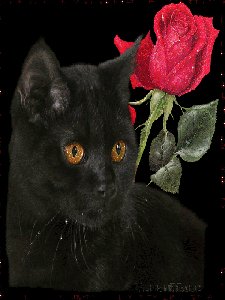 кот-роза