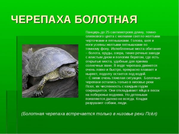 Черепаха болотная