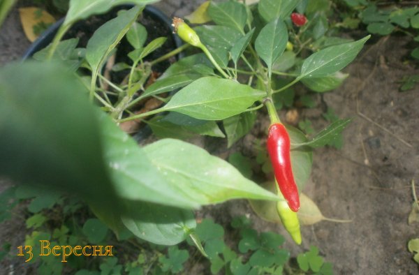 13 Вересня