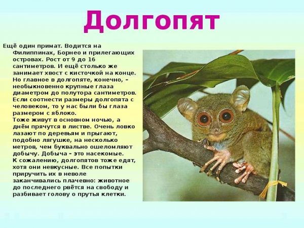 Долгопят
