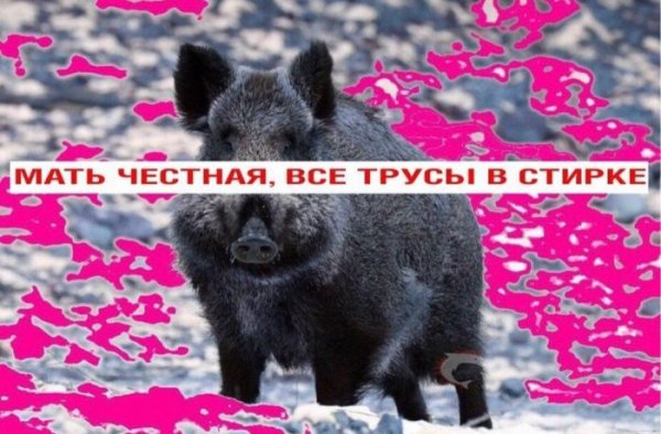 Sbornik-memov-i-kartinok-dlja-nastroenija-i-ulybki-10