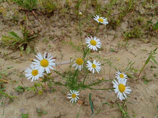 IMG20250806122004