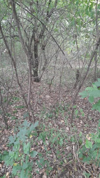 picture_394632128