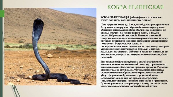 Кобра египетская