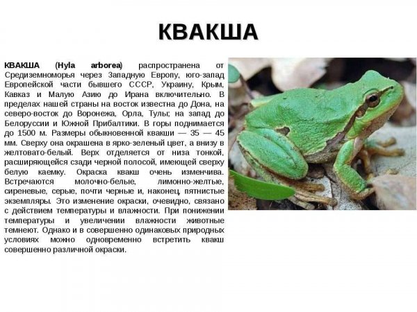 Квакша