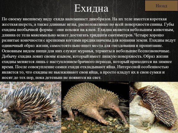 Ехидна