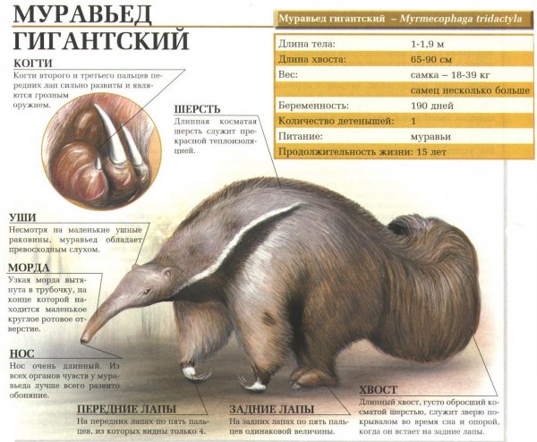 Муравьед гигантский