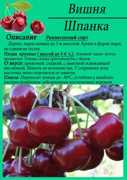 Shpanka