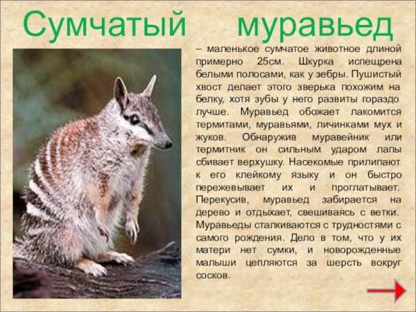 Сумчатый муравьед