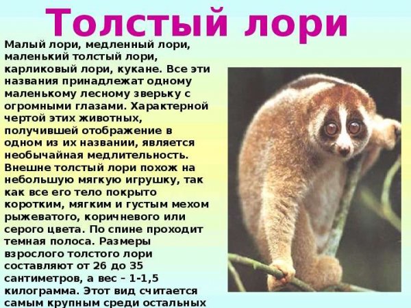 Толстый лори