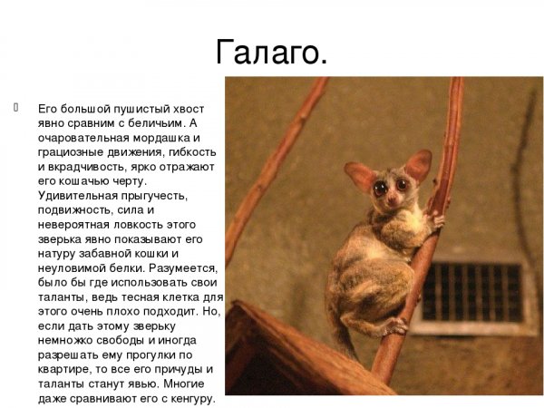 Галаго