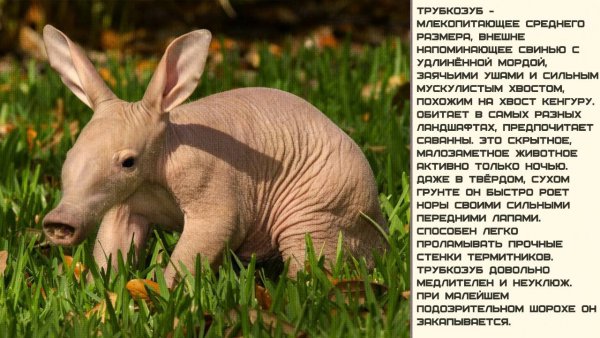 Трубкозуб