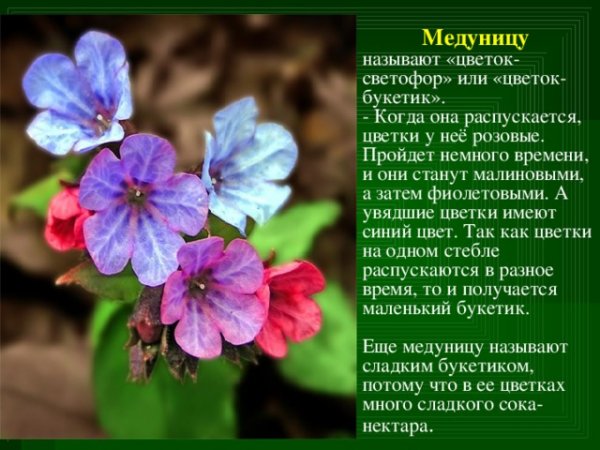 Медуница