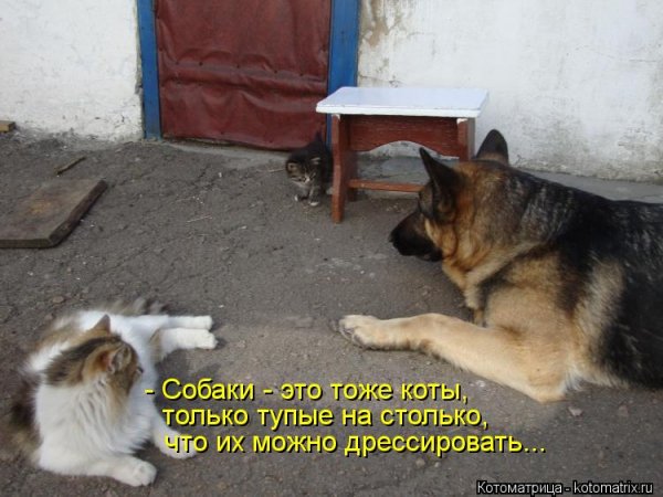 Собаки...