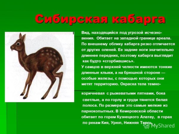 Сибирская кабарга