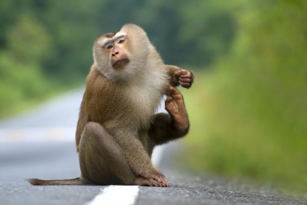 Cute-monkeys-cute-monkey-lives-natural-forest