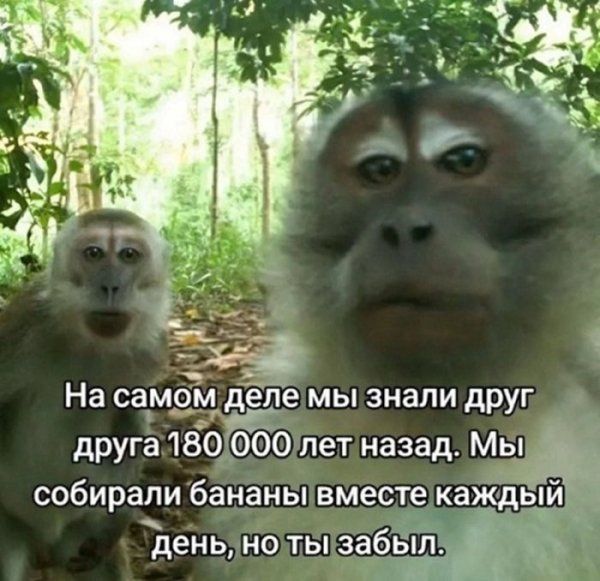 F82de39327 amoralnyj-jumor-v-memah-dlja-teh-kto-ponimaet-1