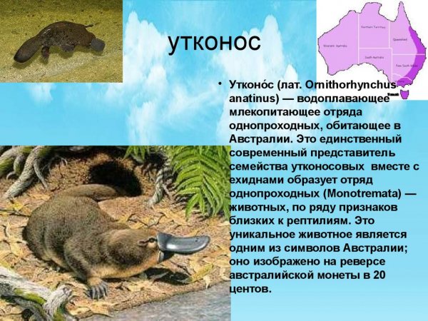 Утконос