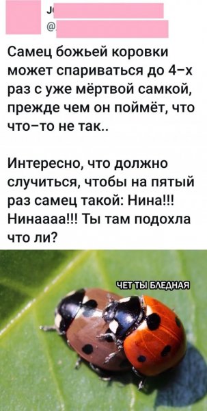 Memy22