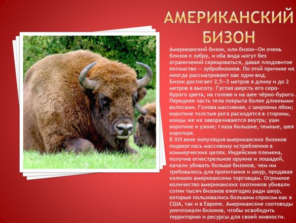 Американский бизон
