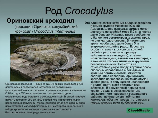 Оринокский крокодил