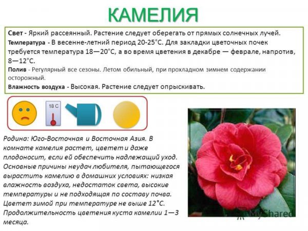 Камелия