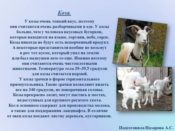Коза