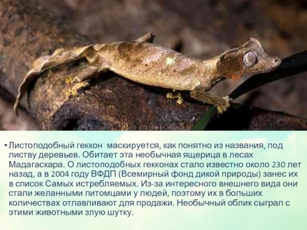 Геккон
