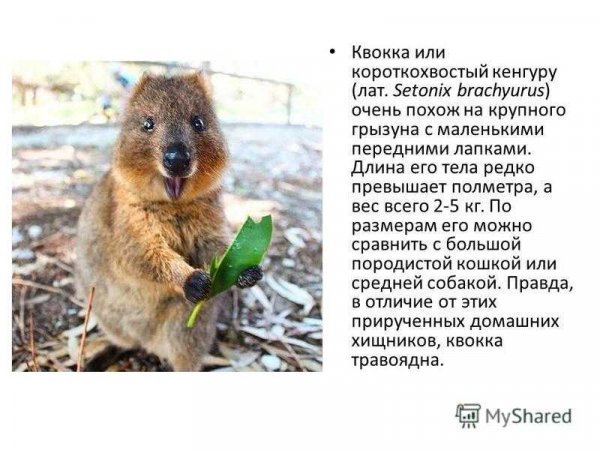 Короткохвостый кенгуру