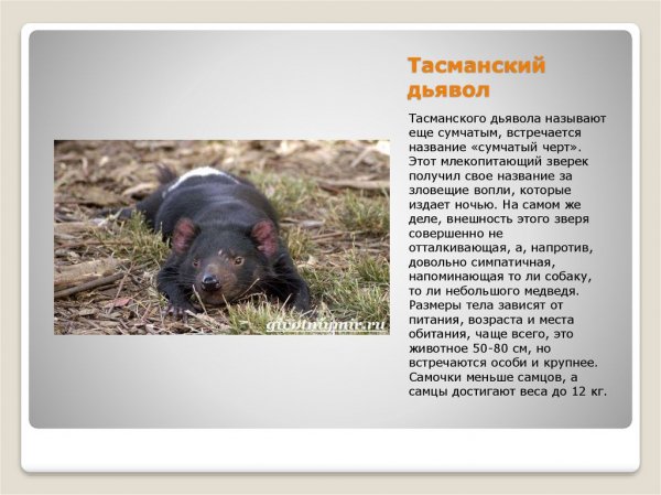 Тасманский дьявол