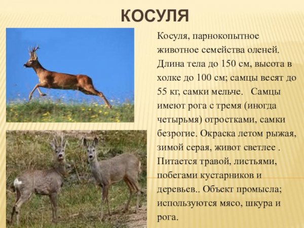 Косуля