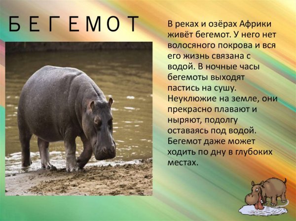 Бегемот