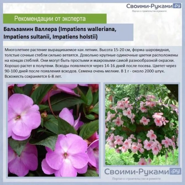 Бальзам Валлера