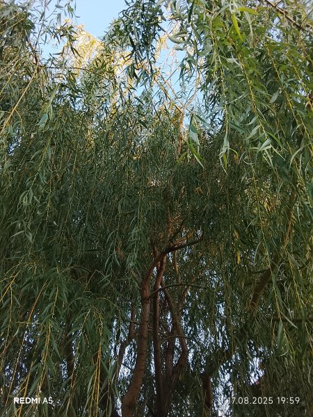 picture_394527522