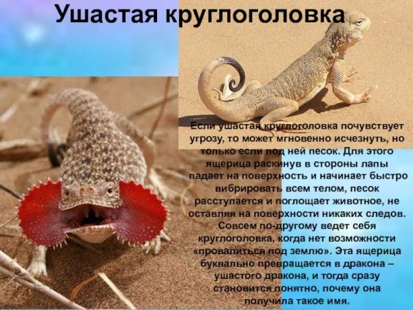 Ушастая круглоголовка