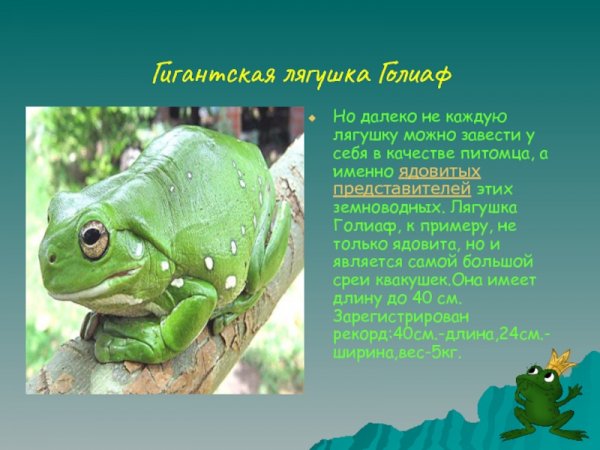 Гигантская лягушка Голиаф