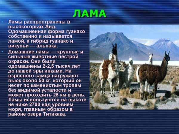 Лама