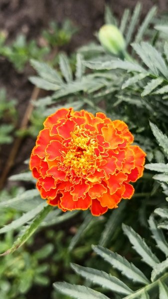 Бархатцы прямостоячие (Tagetes erecta),