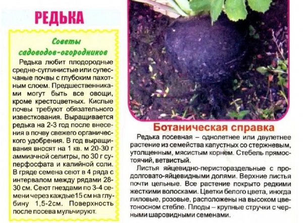 Редька