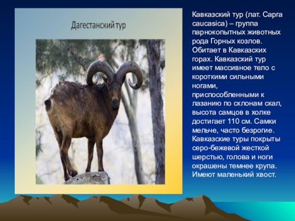 Дагестанский тур