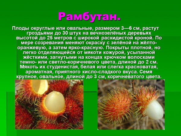 Рамбутан