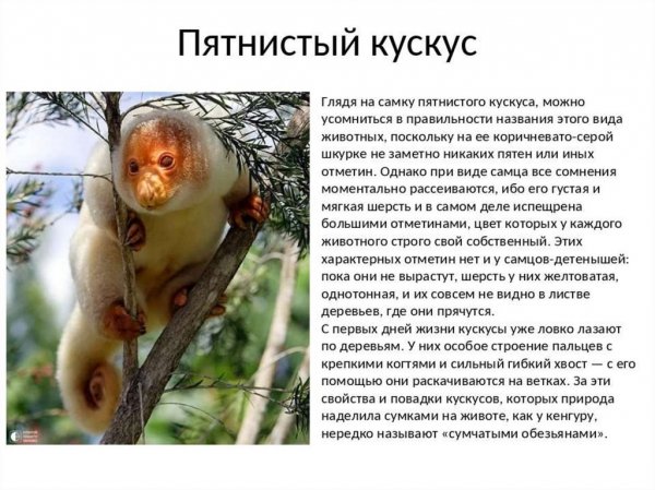 Пятнистый кускус