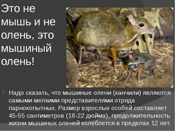 Канчили