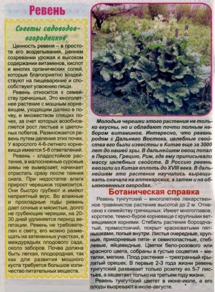 Ревень