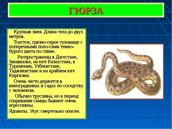 Гюрза